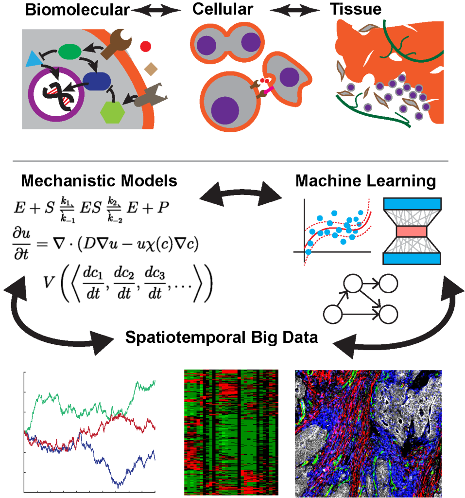 Multi-scale systems biology analyzed by mechanistic models (dynamical systems and geometry), machine learning (supervised, unsupervised, probabilistic graphical models, Markov Fields, Bayesian Networks), and spatiotemporal big data (single-cell, sequencing, omics, multiplex, time series)